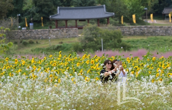 아침저녁으로 선선한 가을날씨가 이어지고 있는 가운데 23일 충남 공주 금강둔치공원일대에 조성된 꽃밭에서 여성들이 해바라기 배경으로 기념사진을 찍으며 추억을 남기고 있다. 이선규 기자 yongdsc@newsnbook.com 