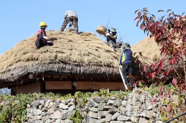 충남 아산시 외암마을에서 주민들이 새로운 이엉을 초가지붕에 교체하느라 분주한 모습을 보이고 있다. 