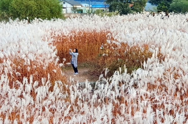 대전 서구 갑천변 인근에 갈대와 억새가 만발한 가운데 한 시민이 사진을 찍으며 가을정취를 만끽하고 있다. 