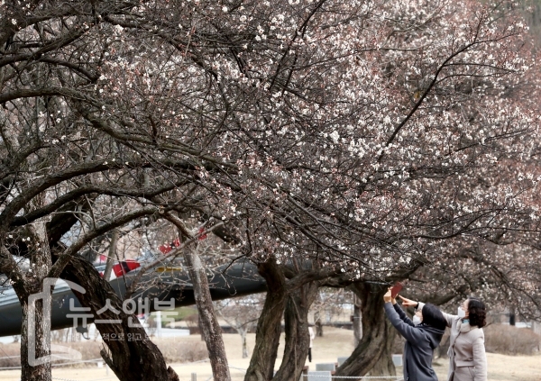 따스한 봄기운이 완연한 가운데 9일 국립대전현충원에 매화가 하얀 꽃망울 터트려 눈부신 광경이 연출되자 나들이 나온 한 가족이 사진을 찍으며 추억을 담고 있다. 전우용 기자