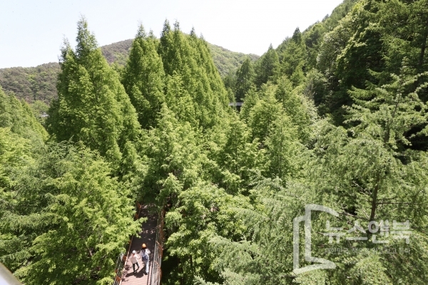 휴일인 29일 대전 장태산휴양림을 찾은 가족단위 나들이객들이 메타쉐콰이어 숲속 스카이웨이을 걸으며 힐링시간을 갖고 있다. 전우용 기자