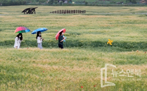 휴일인 5일 대전 대덕구 장동 만남공원에서 여성들이 보리밭의 정취를 즐기고 있다. 전우용 기자