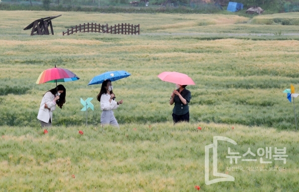 휴일인 5일 대전 대덕구 장동 만남공원에서 여성들이 보리밭의 정취를 즐기고 있다. 전우용 기자