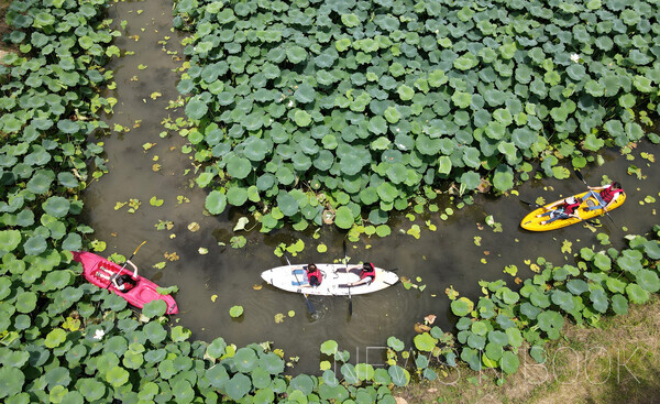 부여서동연꽃축제가 열리고 있는 가운데  27일 부여 궁남지에서 관광객들이 카누를 타고 연꽃 사이를 지나는 이색체험을 즐기고 있다. 전우용 기자