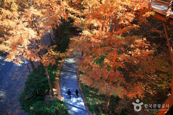 대전 장태산자연휴양림 (사진출처=한국관광공사)